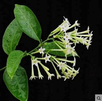 Nocturnal incense potted saplings Garden balcony four seasons flowering green plant flowers Air purification Mosquito repellent incense grass plants