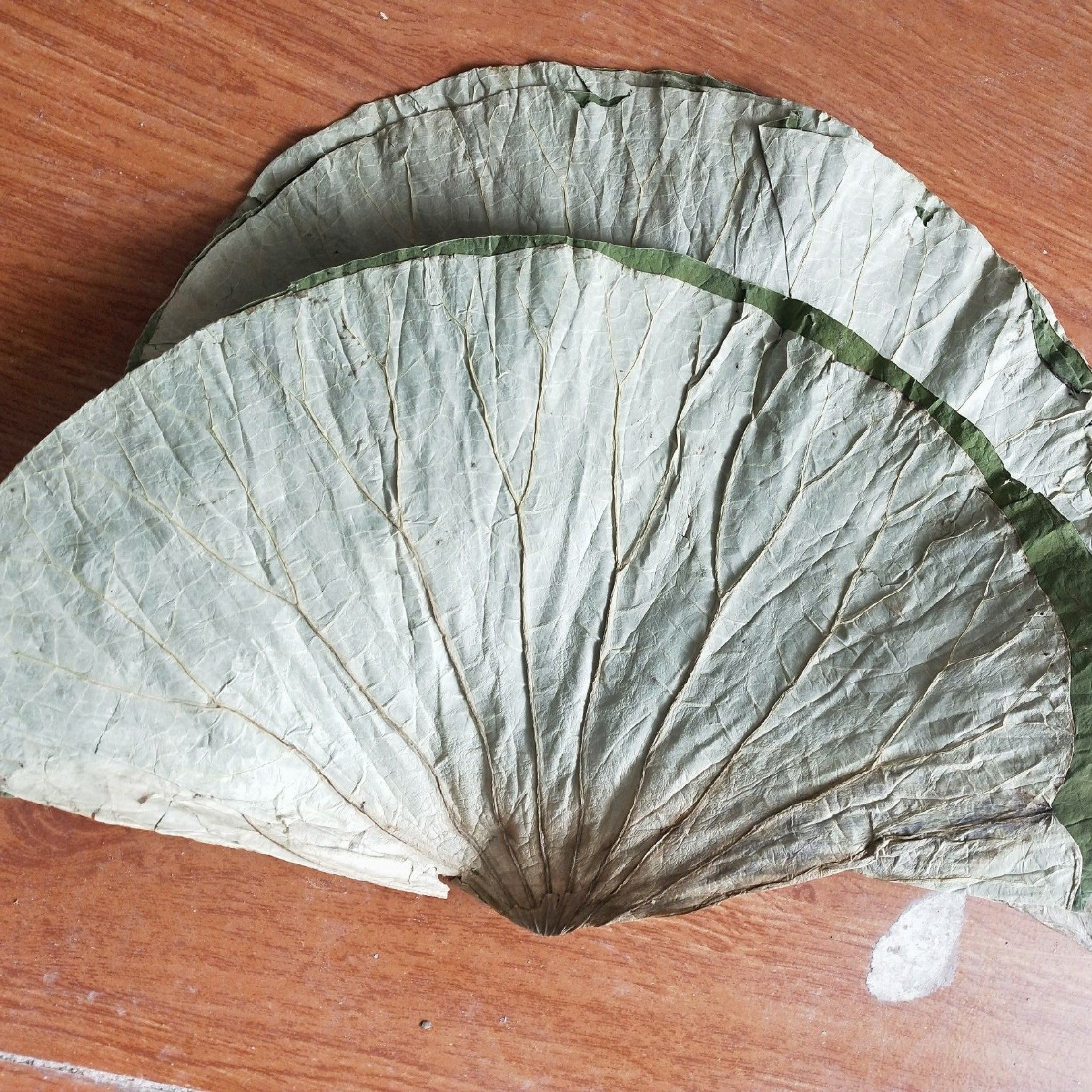 整张干荷叶糯米鸡:2024新鲜荷叶片,中号叫花鸡,微山湖粥,美味组合等你来尝鲜!-荷叶-淘宝百科网