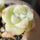 Controlling intensive raising Korean ice jade super beautiful jelly dark pattern velvet one thing one shot succulents [Midmountain