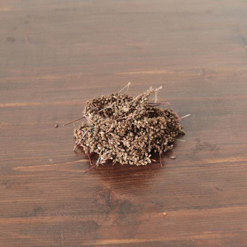 菘藍種子北板藍根蓼藍種子木藍種子藍草種子時藍自種繁殖