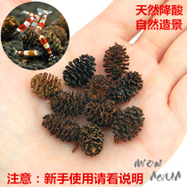 Natural fruit Yasha five accompanying seeds reduce acid stabilize PH regulate water quality promote hair color breed crystal shrimp