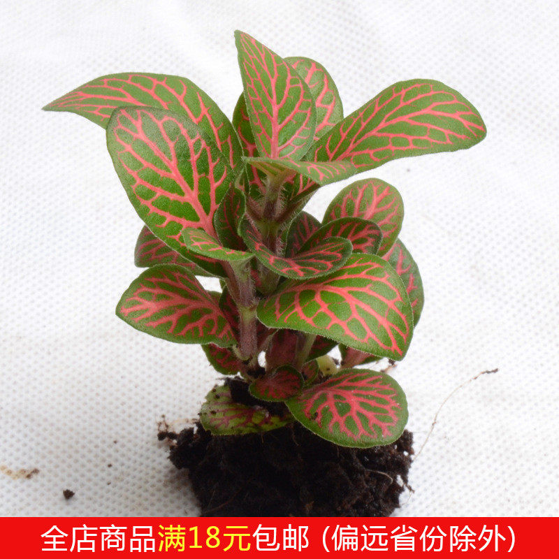 Red Yan reticulated grass potted plants Hydroponic plants Moss Micro landscape ecological bottle creative mini green plant DIY material