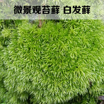 Fresh live Moss white haired Moss size white haired Moss Moss micro landscape ecological bottle DIY material