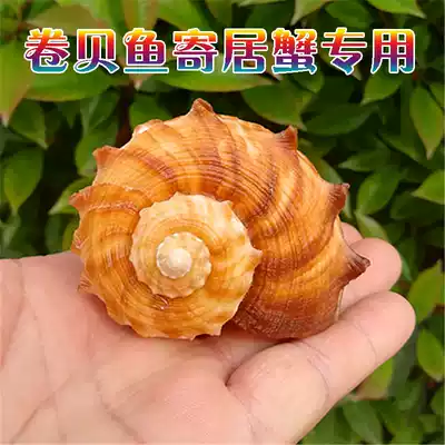 Natural conch shell right-handed spiral shellfish hermit crab replacement shell fish tank aquarium landscaping ornaments