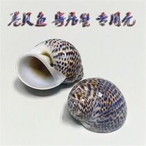  Natural shell conch bird egg snail rare specimen snail fish tank aquarium hermit crab shellfish special shell