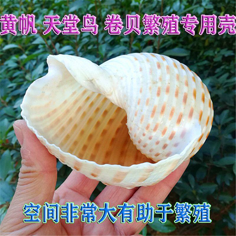 Natural Shell Sea Snail Spotted Snail Fish Tank Aquarium Decoration Roll Befish Reproduction Shell Multi-Meat Flower Pot Pendulum