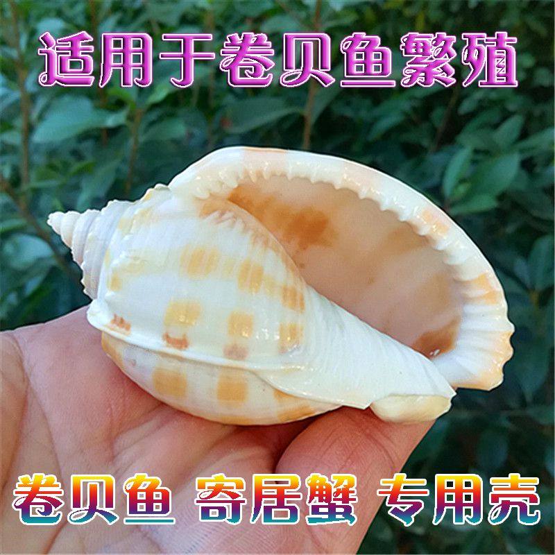 Natural sea snail shell watermelon snail roll befish host crab special shell fish tank water family creative view decoration swing decoration