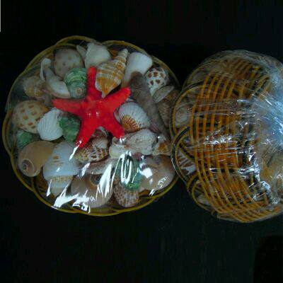 Natural Conch Spree Pack Shell Conch