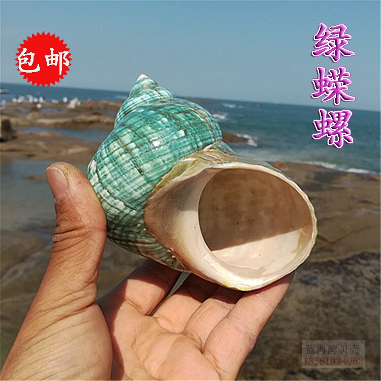 Natural sea snail seashells green salads green spirospirospirito berfish pinning crab replacement shell fish tank Aquarium Fabrication Pendulum