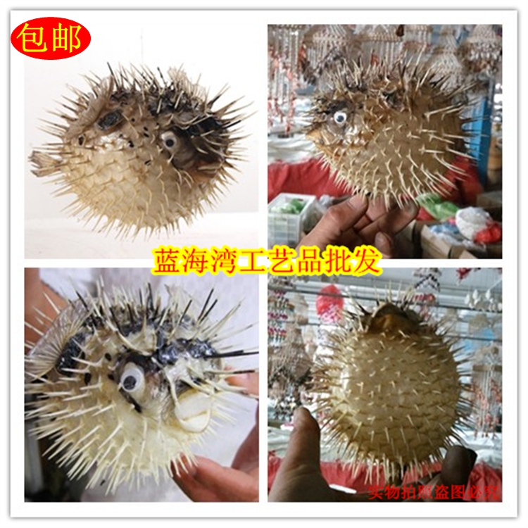 Free Shipping Mediterranean Pufferfish Pufferfish Specimen Pendant Marine Fish Skin Specimen Home Creative Gift Free Shipping Mediterranean Pufferfish Pufferfish Specimen Pendant Marine Fish Skin Specimen Home Creative Gift