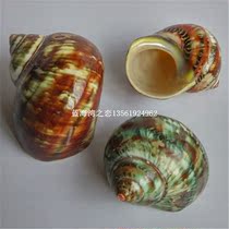 Natural conch shell cats eye snail roll shellfish hermit crab shell fish tank aquarium creative landscaping ornaments