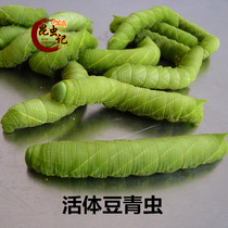  Live bean green worm Pig worm sesame worm Bean Dan green insect note can be fishing bait Insect note Food