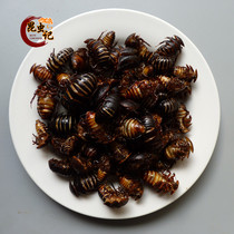  Earth element edible insects bugs wood louse wood louse fresh wood louse