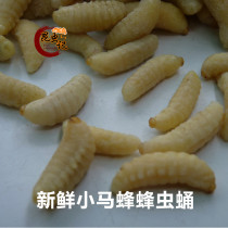  Fresh bee pupa First-class bee pupa pony bee pupa nutritional food fresh frozen transportation and delivery