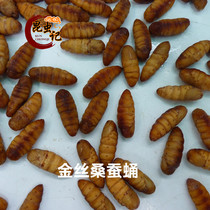  Fresh mulberry silkworm pupa Golden silk silkworm pupa cocoon pupa tender silkworm pupa fresh transport 500 grams