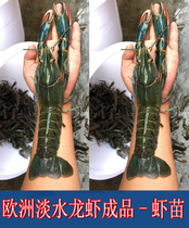 Australian lobster shrimp lobster lobster Australian freshwater lobster seedlings and pond farming seedlings