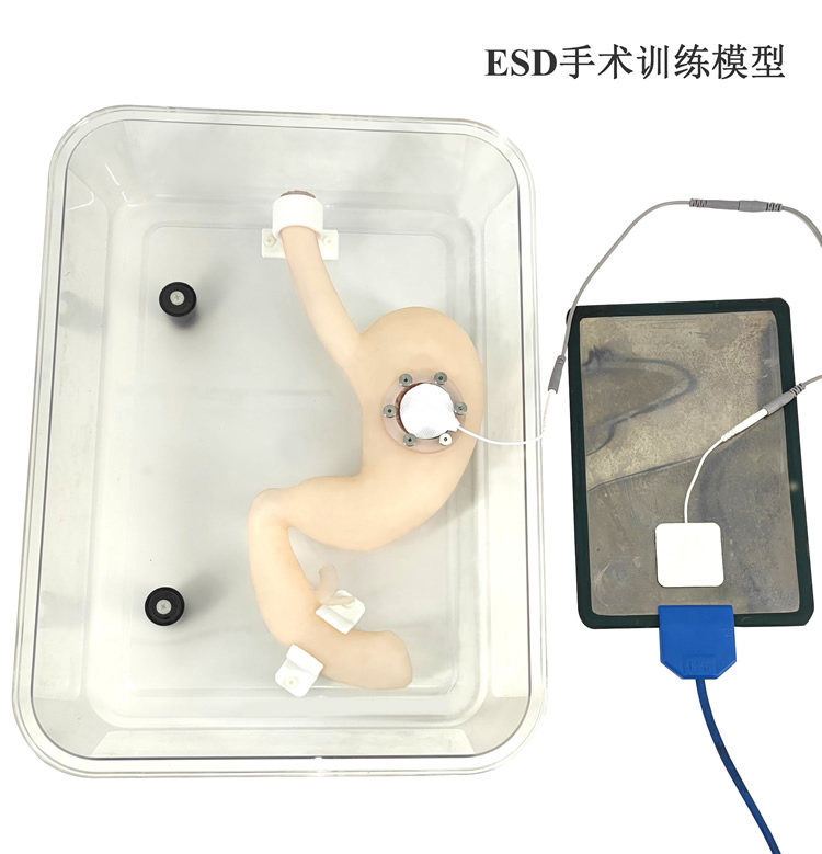 Gastroscopy training ESD surgical model Endoscopic submucosal dissection model