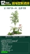 Banyan Tree Landscapt 105см [FA SF]]