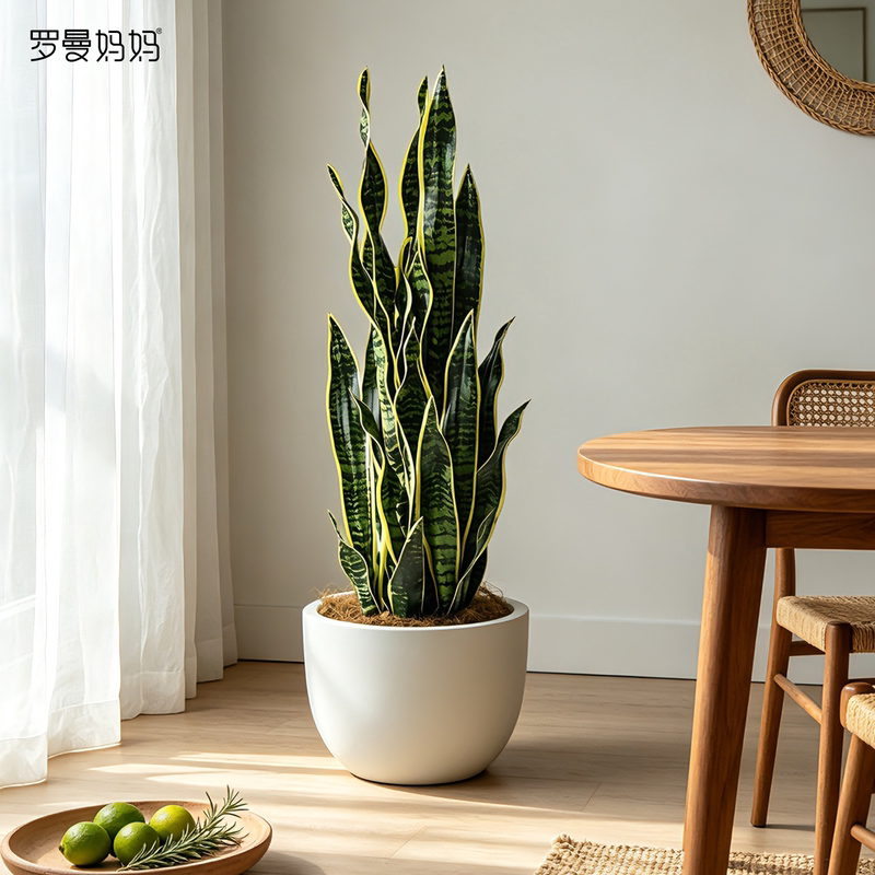 Nordic Style Artificial Plant Snake Plant Potted Indoor Living Room Office Floor-Standing Bonsai Decoration Fake Green Plant Ornament
