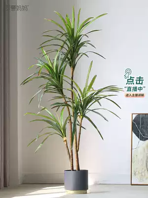 Roman mother Nordic simulation green plants bonsai fake potted dragon blood tree ins plant soft floor ornaments