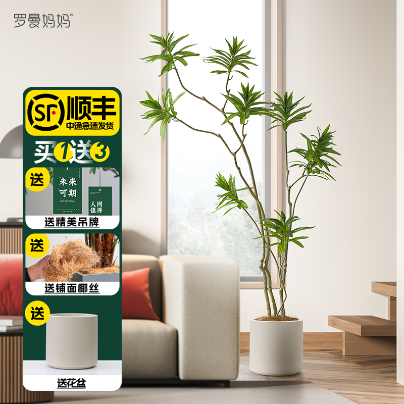 Roman mom emulated plant lilies bamboo living-room green plant large potted plant in silence wind fake trees Nordic floor swinging pieces-Taobao