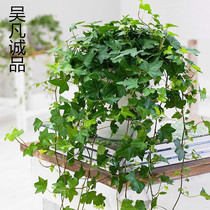 Ivy orchid plant potted ivy flower purification air formaldehyde indoor green plant