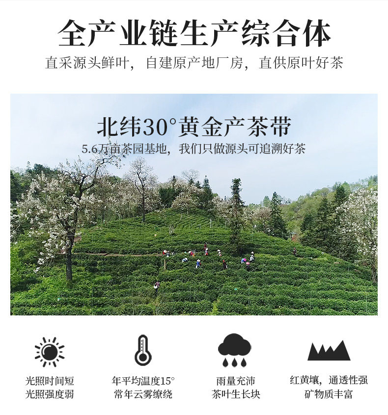 天之红 祁门红茶 浓香型蜜香红茶 50g 图9