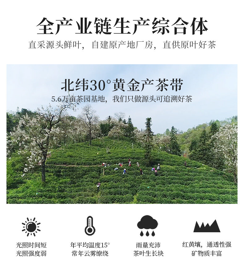 十大红茶品牌 天之红 祁门红茶 高火烘焙祁门槠叶种 188g 图5