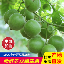 Freshly picked Raw Mangosteen Fresh Mangosteen Fresh Mangosteen Fresh Mangosteen Fresh Mangosteen Fresh Mangosteen in bulk