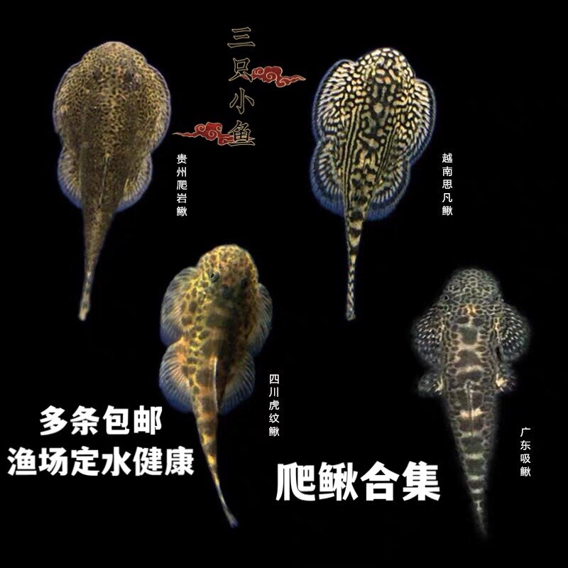 Cold water scavenger sucking loach Guizhou rock climbing loach fighting fish algae removal fish ornamental fish live cold water fish with koi goldfish