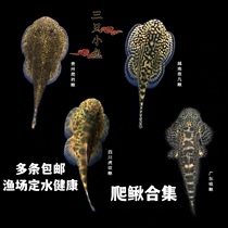 Cold water scavenger Loach Guizhou climbing rock Loach fighting fish algae fish ornamental fish live cold water fish with koi goldfish