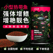 Three small fish tropical fish food guppies feed small fish fish fish food ornamental fish Betta red fish traffic light micro particles