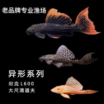 BAO WEN scavenger Emperor blood diamond L600 ornamental fish freshwater fish clean fish bottom fish algae algae fish live