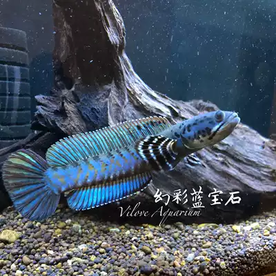 Symphony Sapphire Electric Dragon Electric Dragon Electric Arowana Snakehead Snakehead Tropical Fish Ornamental Fish