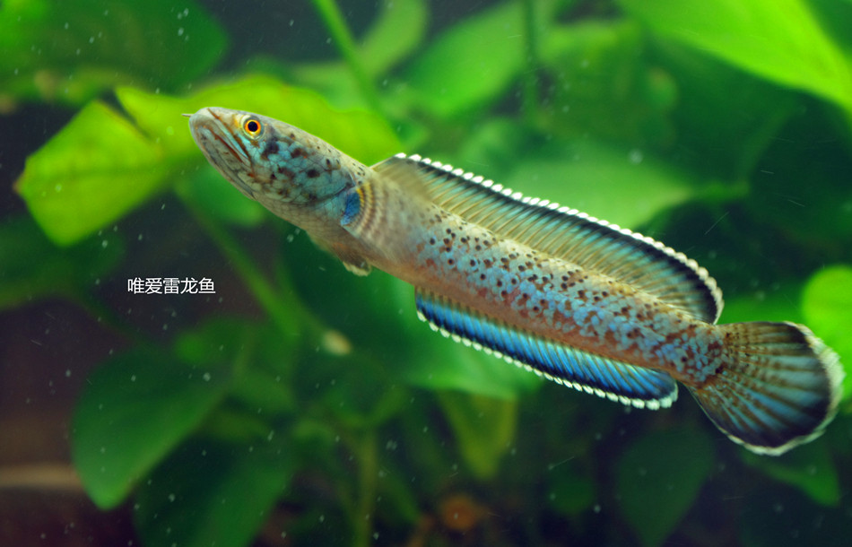 Meghalaya Baguar Leopard Electric Dragon Fish Leopard Electric Dragon Electric Dragon Fish Snake head fish Tropical Fish Ornamental Fish