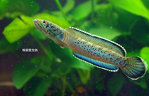 Meghalaya leopard thunder dragon fish leopard Thunder Dragon dragon fish snake head fish snakehead fish snakehead fish snakehead fish