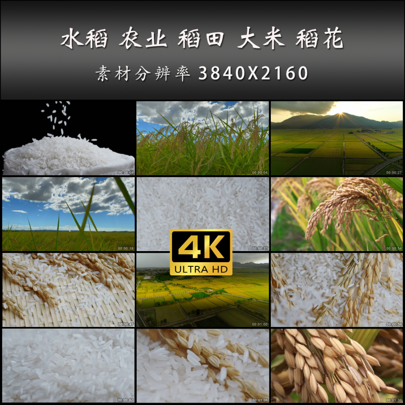 Rice Agriculture Rice Fields Rice Flowers Rice Waves Rice Grains High-Definition Real-Shot 4K Video Footage Rice Agriculture Rice Fields Rice Flowers Rice Waves Rice Grains High-Definition Real-Shot 4K Video Footage
