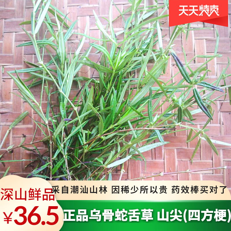 Chaoshan Deep Mountain Fresh pure natural white flowers Mountain Snake Tongue Grass Otis Tongue Grass Ubony Snake Tongue Grass Mountain Spike Grass