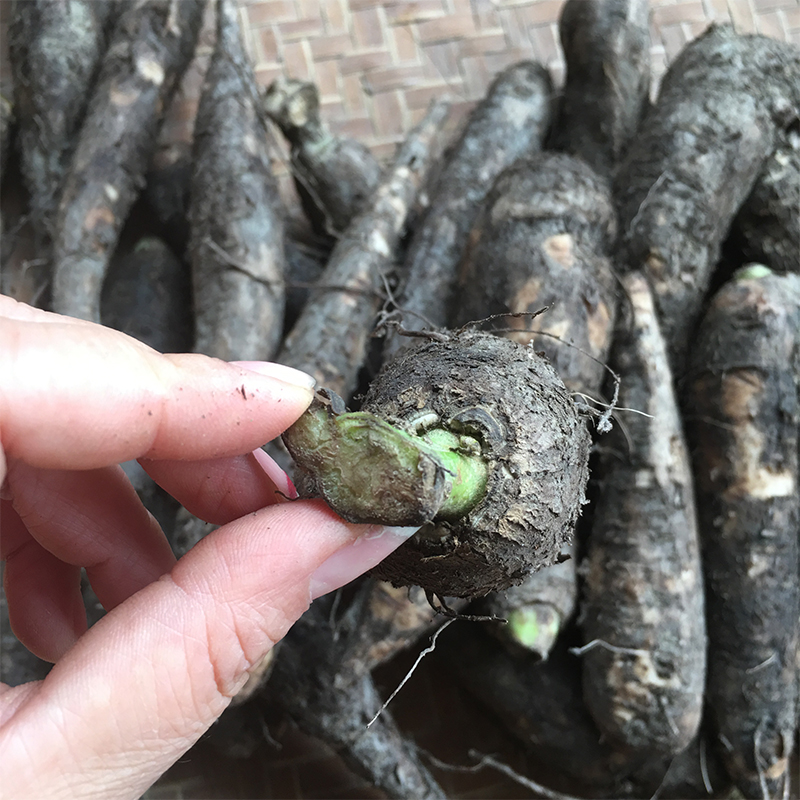 Deep Mountain Rats Fresh Drill Ground Rats 500g Guangdong Pot Soup Stock Now Dig Fresh Jasmine Roots