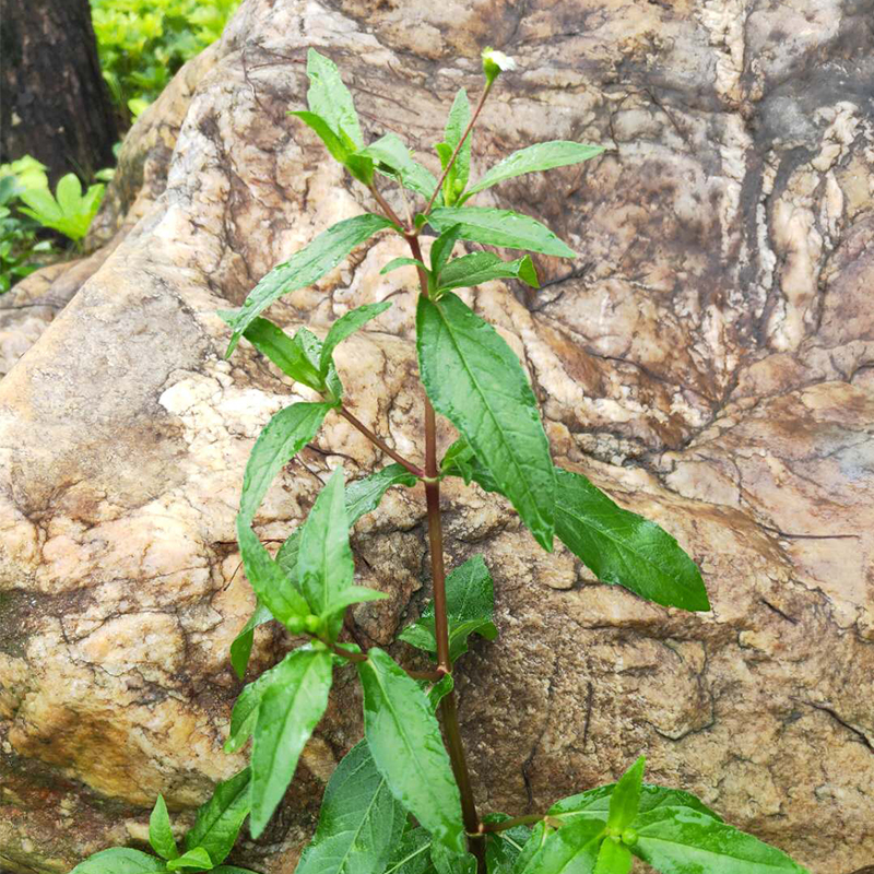Fresh ink dry lotus spot Deep Mountain Dry Lotus Grass Ink Grass White Flowers Grassy Grass 500g Black Ink Grass