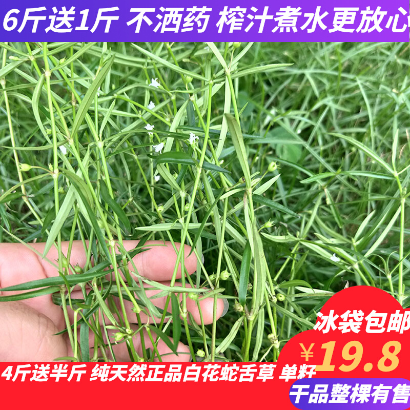 Farmhouse Fresh oldenlandia Tongue Grass Pure White Flowers Snake Tongue Herb Chinese Herbal Snake Mains Sale Another Half A Branch Of Lotus Flowers