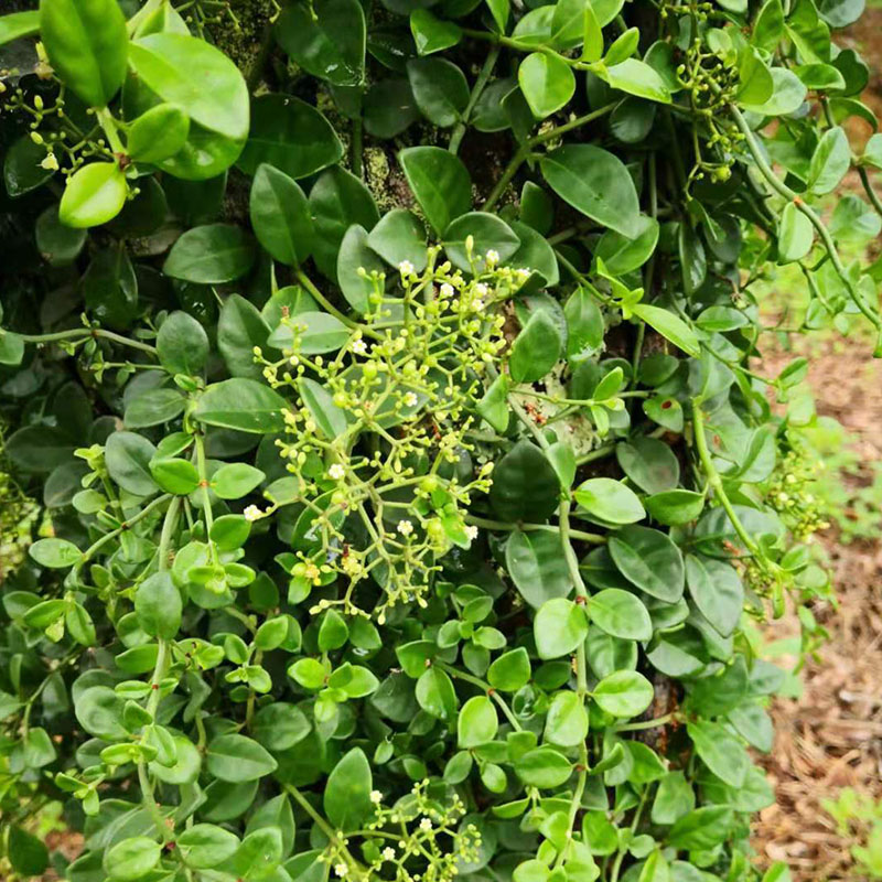 Fresh deep mountain Cranberry Nine Festival Carrying Wall Dragon Wind Motionless Rattan and Climbing Vine on the Vine Dragon 500g