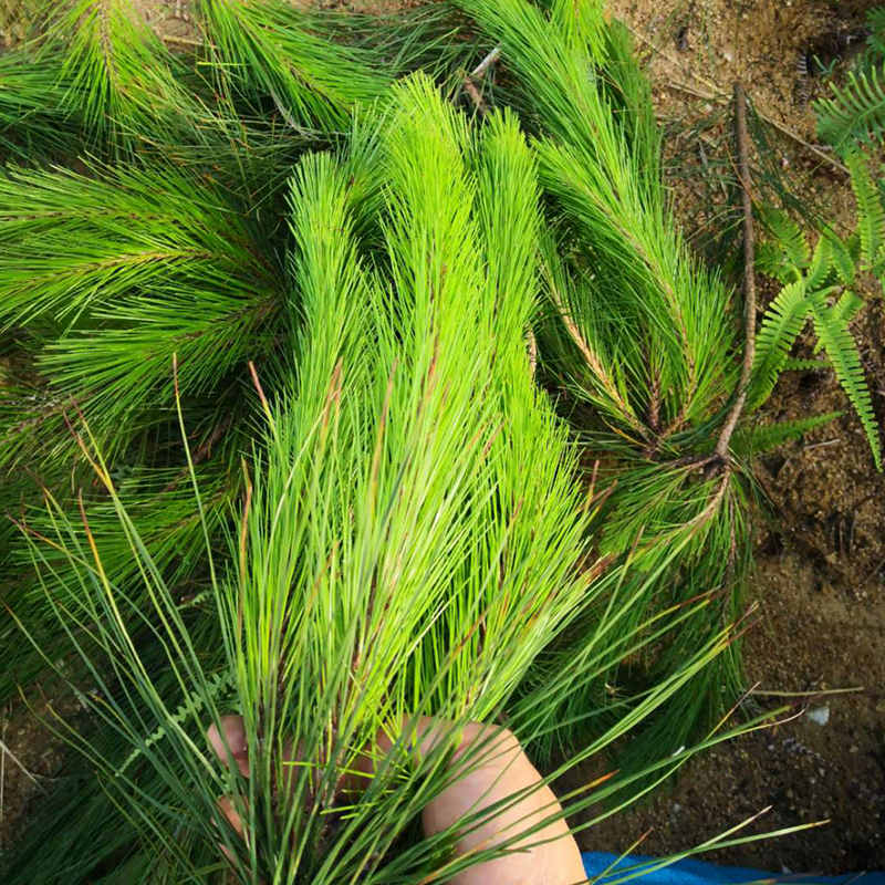 Deep Mountain Pine Coniferous fresh pine needle tea ponytail pine conifera wild pine coniferous pine needles leaves enzyme All-pine tea leaves