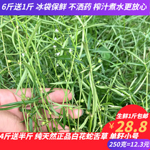 Farmhouse Fresh oldenlandia Tongue Grass Pure White Flowers Snake Tongue Herb Chinese Herbal Snake Mains Sale Another Half A Branch Of Lotus Flowers