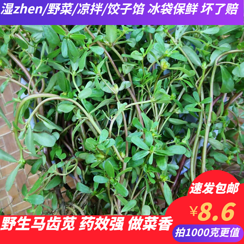 Fresh Horse Teeth Purslane PURE NATURAL AMARANTH DISH ANT DISH LONG SUREDISH WILD VEGETABLE HORSE BEE DISH 500g