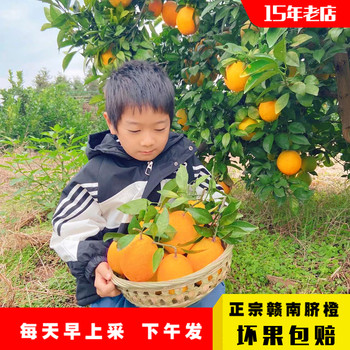 Authentic jiangxi gannan navel orange seasonal fresh fruit pregnant women boutique farm orange origin straight hair