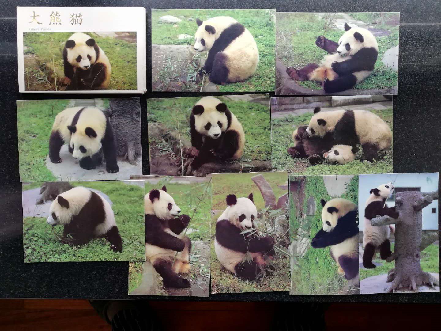 1980s Sichuan Post Giant Panda Postcard 10 All