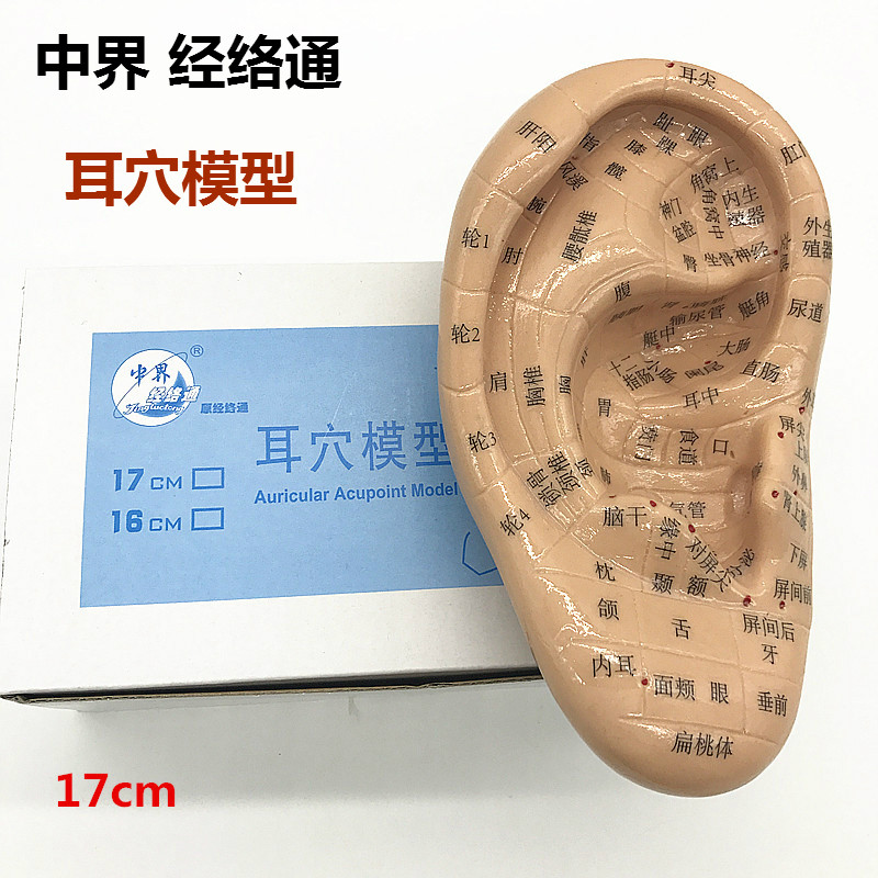 中界经络通耳朵模型17cm耳部反射区按摩针灸穴位耳贴13cm软质耳模