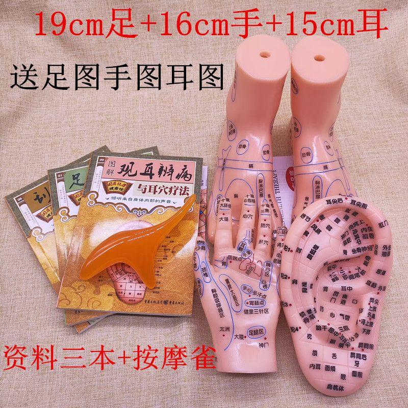手足耳模型超清晰刻字脚模型反射区 点穴棒按摩足底穴位模型册子