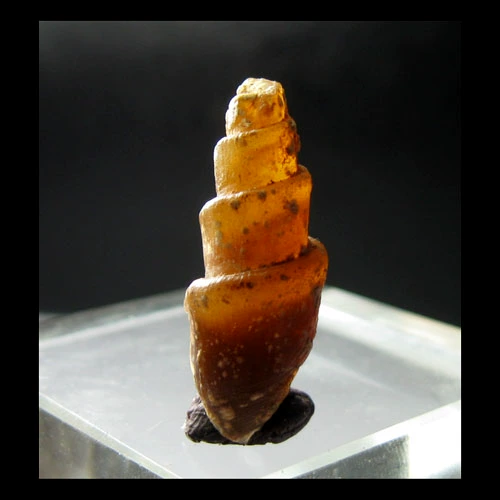 Fossil Shellfish AF2851B21*Северная африканская агата Eluo Fossil (2,6 см2,8 г)